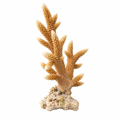 Coral, cámara a la izquierda - estudio visual de fauna de Grind Coast