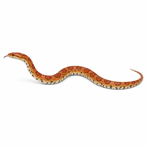 Serpiente del maíz, perfil izquierdo - estudio visual de fauna de Grind Coast