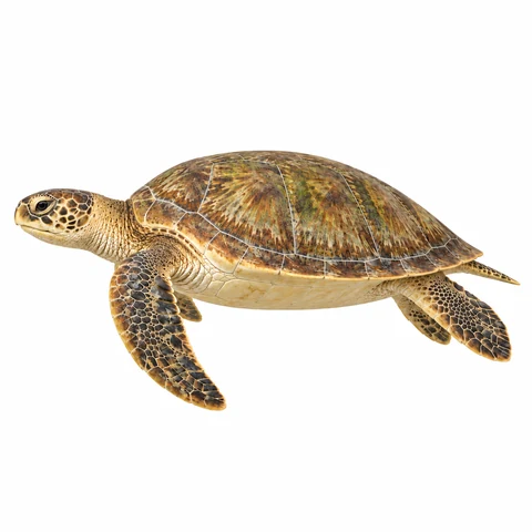 Tortuga verde, perfil izquierdo - estudio visual de fauna de Grind Coast