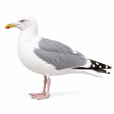 Gaviota argéntea, perfil izquierdo - estudio visual de fauna de Grind Coast