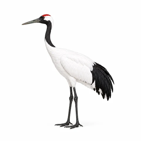 Grulla de Manchuria, perfil izquierdo - estudio visual de fauna de Grind Coast