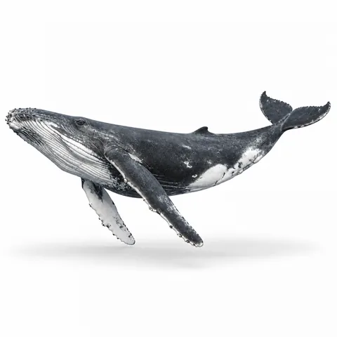 Ballena, perfil izquierdo - estudio visual de fauna de Grind Coast